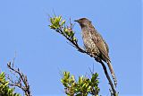 Little Wattlebird